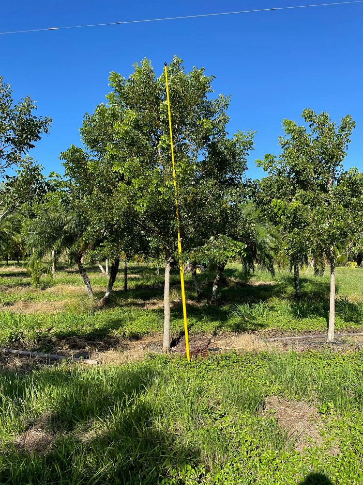 swietenia-mahagoni-mahogany-tree