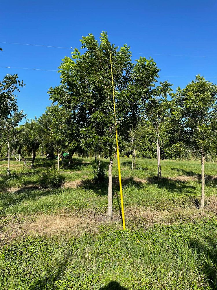 swietenia-mahagoni-mahogany-tree