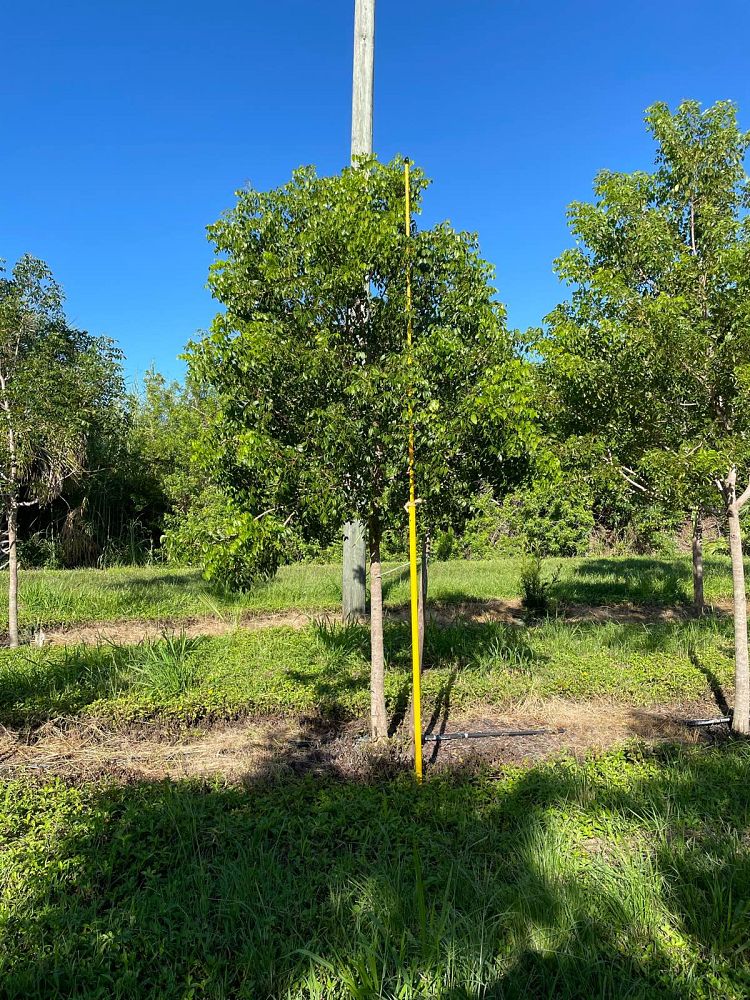 swietenia-mahagoni-mahogany-tree