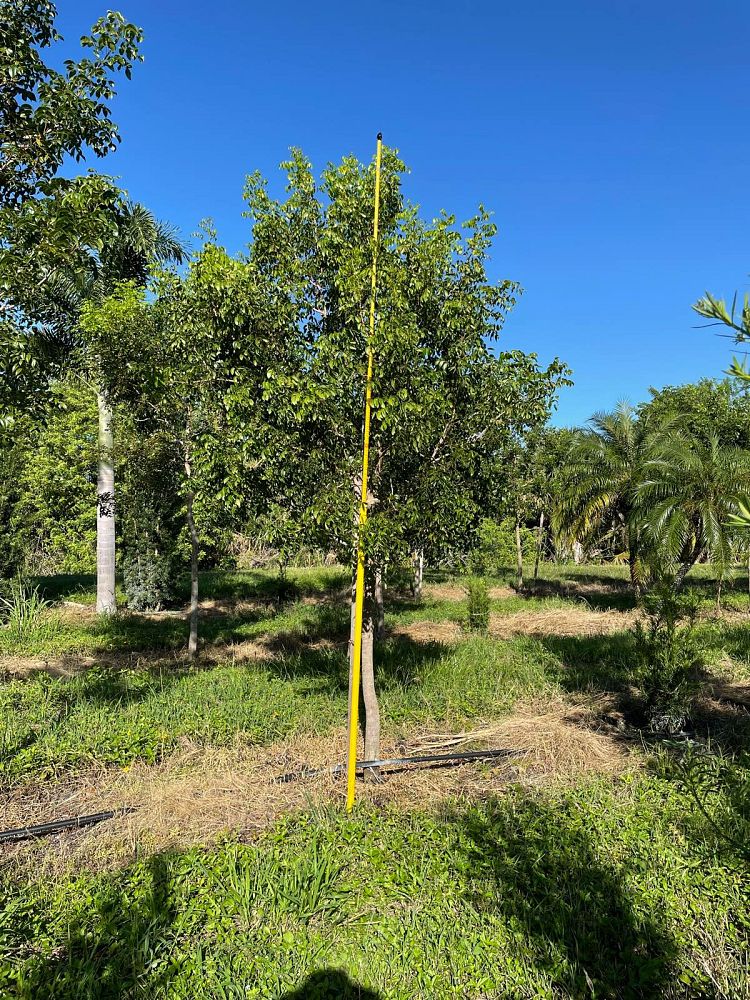 swietenia-mahagoni-mahogany-tree