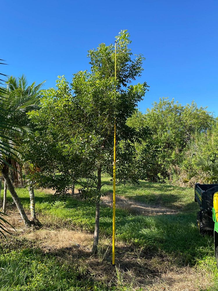 swietenia-mahagoni-mahogany-tree