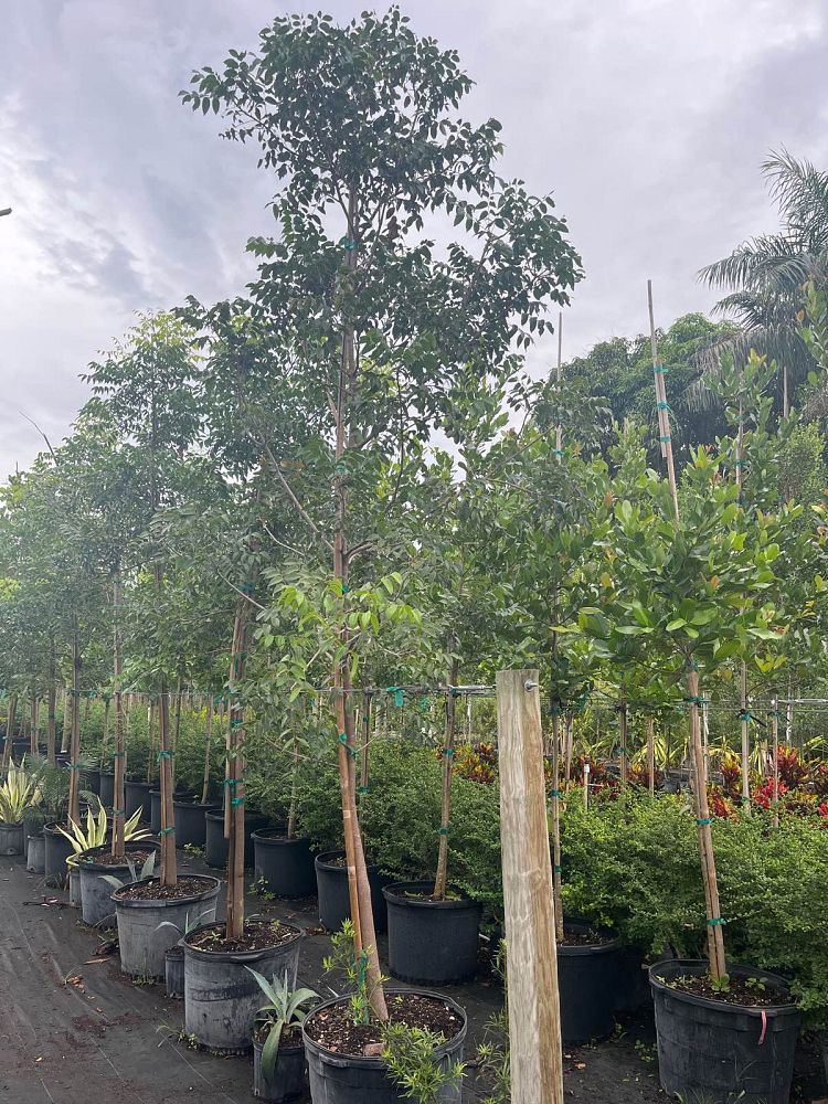 swietenia-mahagoni-mahogany-tree