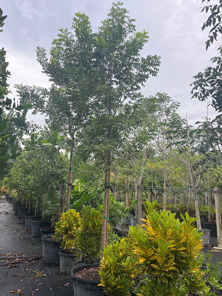 swietenia-mahagoni-mahogany-tree