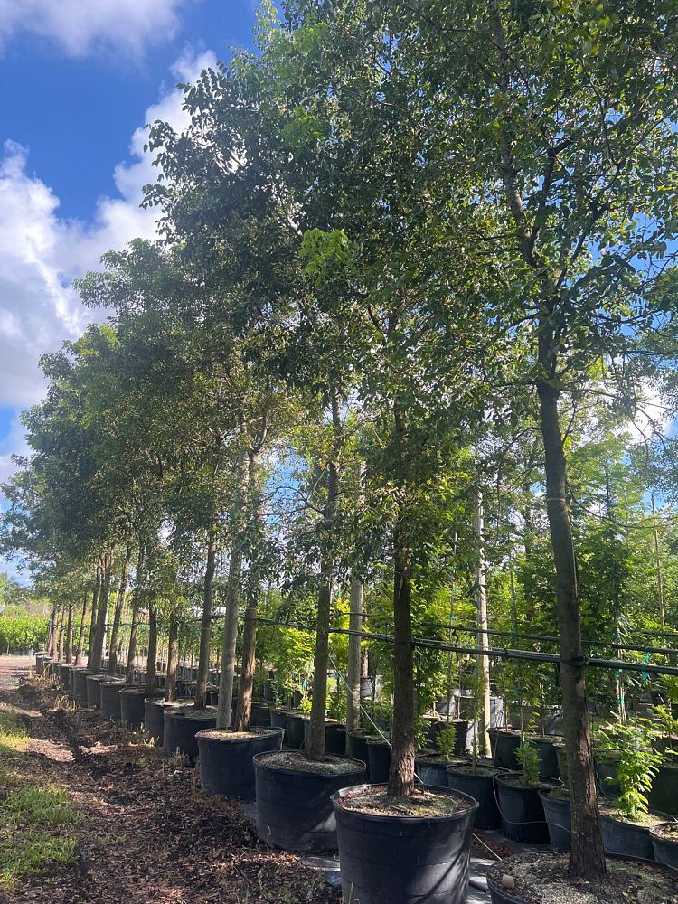 swietenia-mahagoni-mahogany-tree