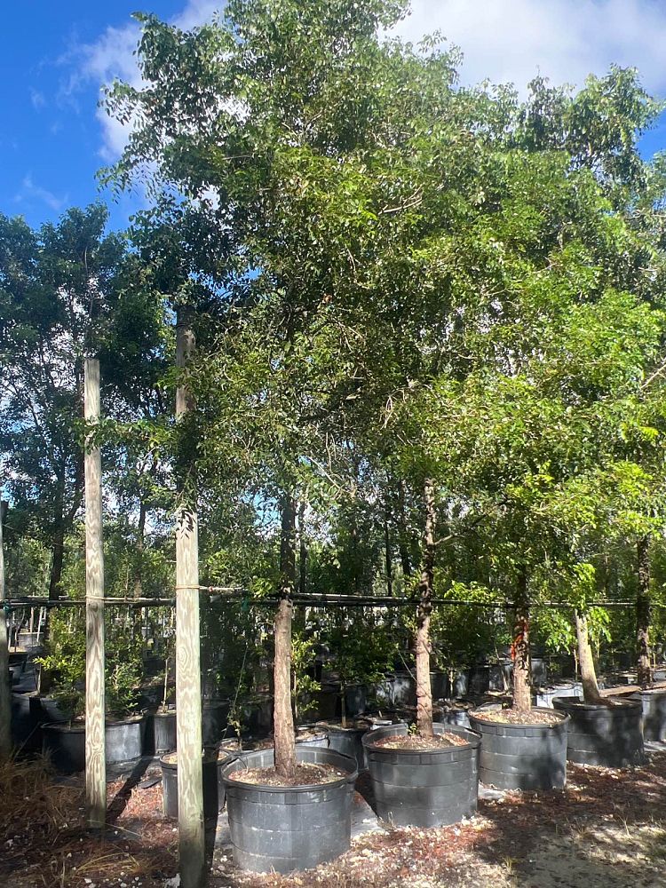 swietenia-mahagoni-mahogany-tree