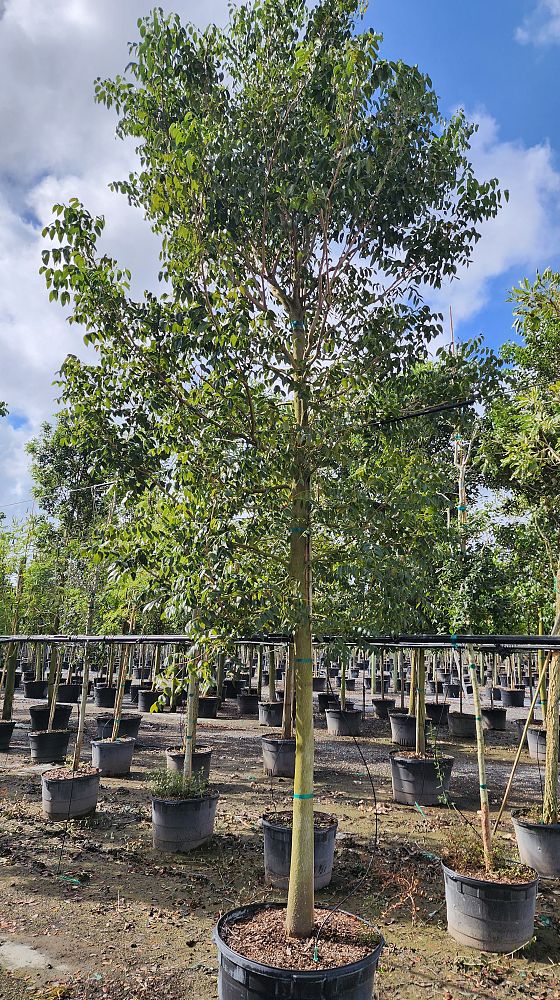 swietenia-mahagoni-mahogany-tree