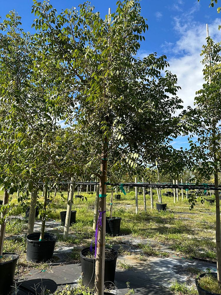 swietenia-mahagoni-mahogany-tree