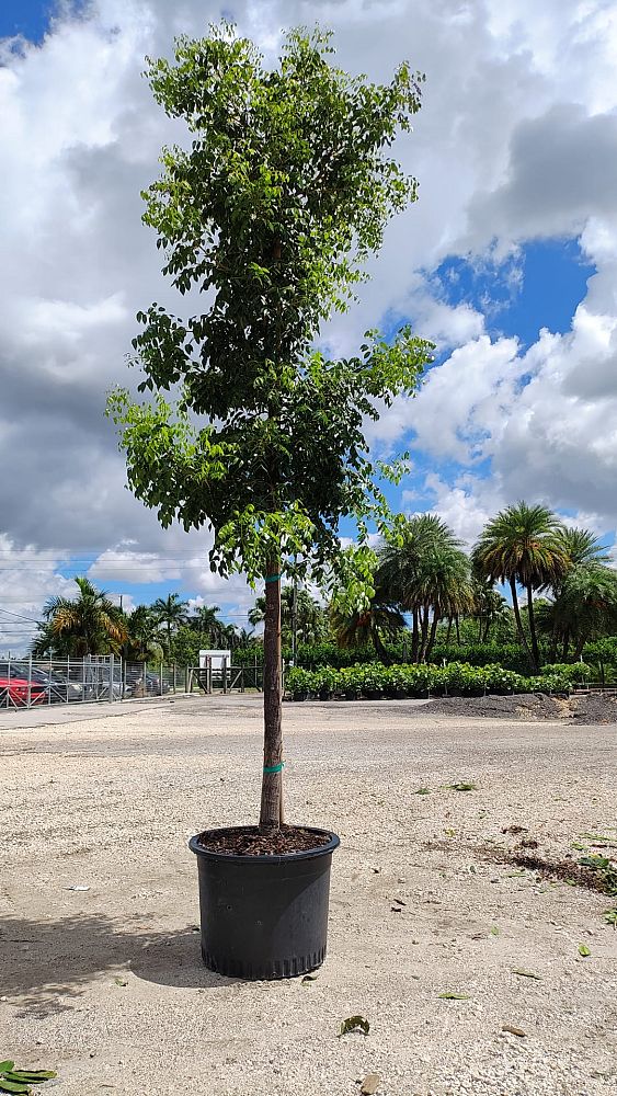 swietenia-mahagoni-mahogany-tree