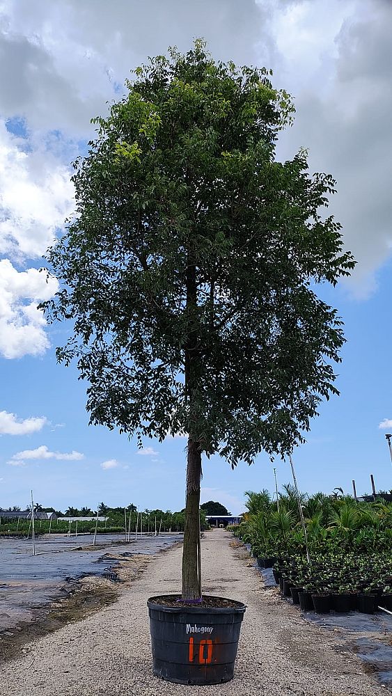 swietenia-mahagoni-mahogany-tree