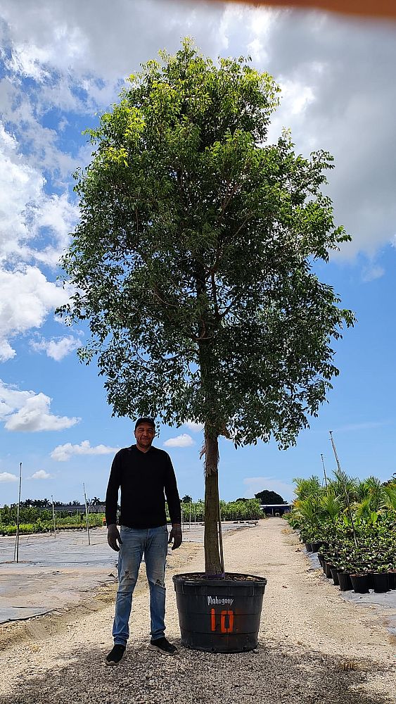 swietenia-mahagoni-mahogany-tree