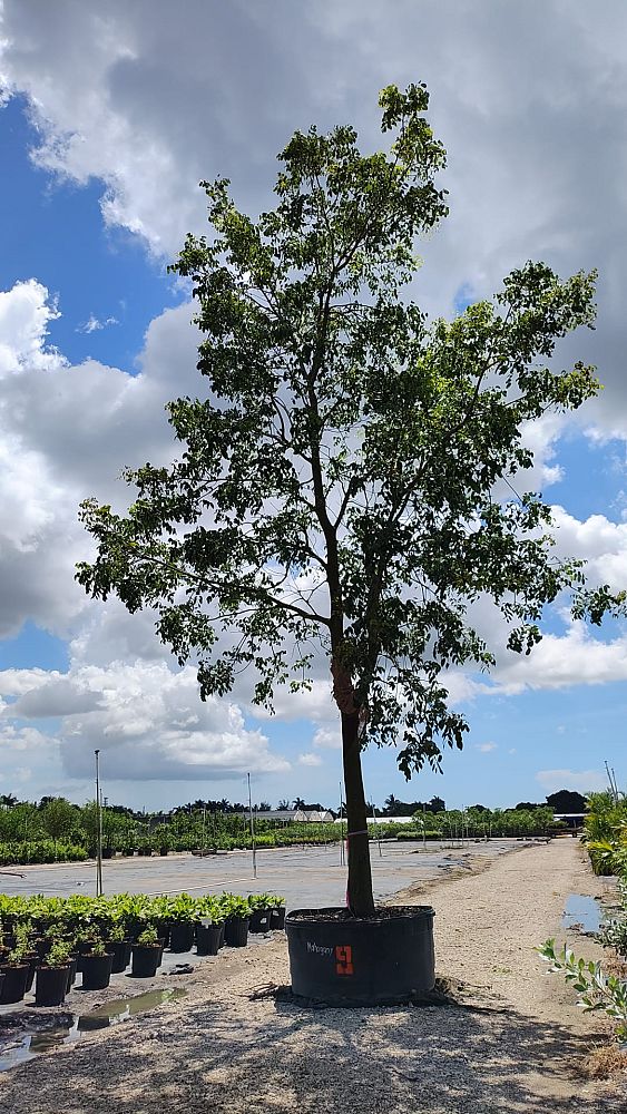 swietenia-mahagoni-mahogany-tree