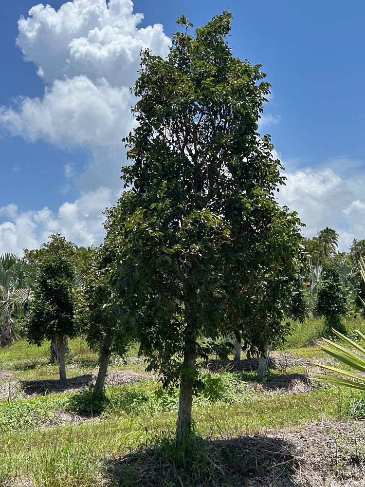 swietenia-mahagoni-mahogany-tree