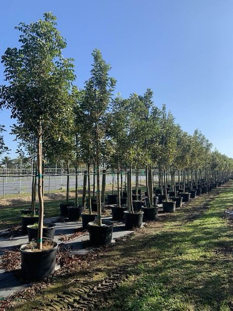 swietenia-mahagoni-mahogany-tree