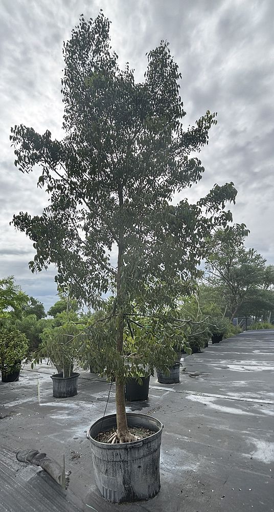 swietenia-mahagoni-mahogany-tree