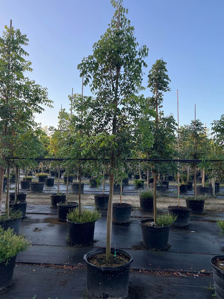 swietenia-mahagoni-mahogany-tree