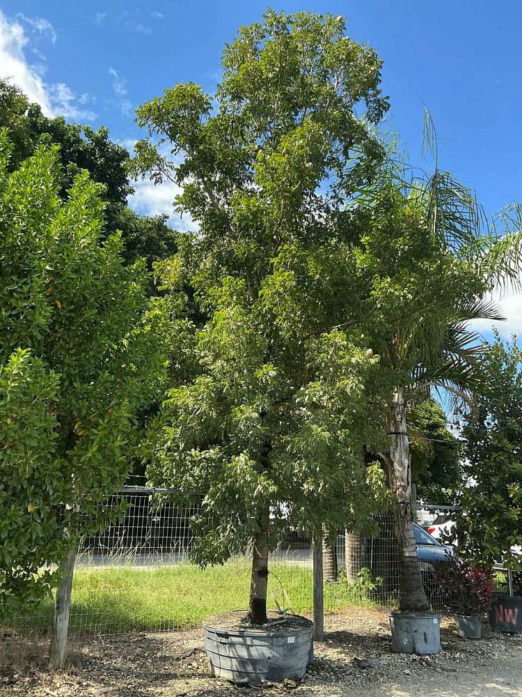 swietenia-mahagoni-mahogany-tree