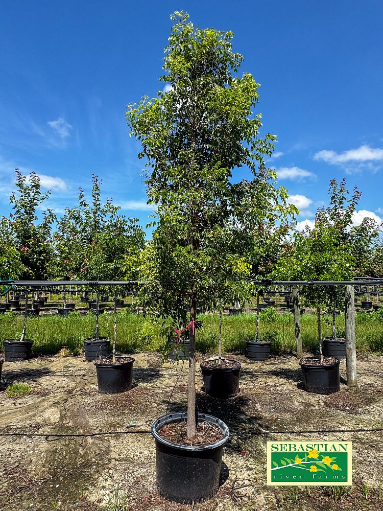 swietenia-mahagoni-mahogany-tree