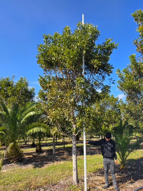 swietenia-mahagoni-mahogany-tree