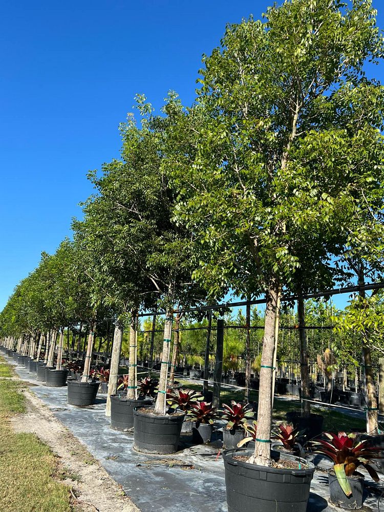 swietenia-mahagoni-mahogany-tree