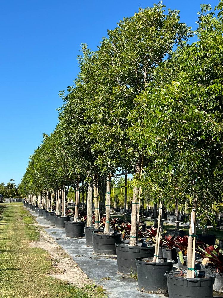 swietenia-mahagoni-mahogany-tree