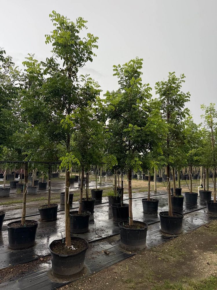 swietenia-mahagoni-mahogany-tree