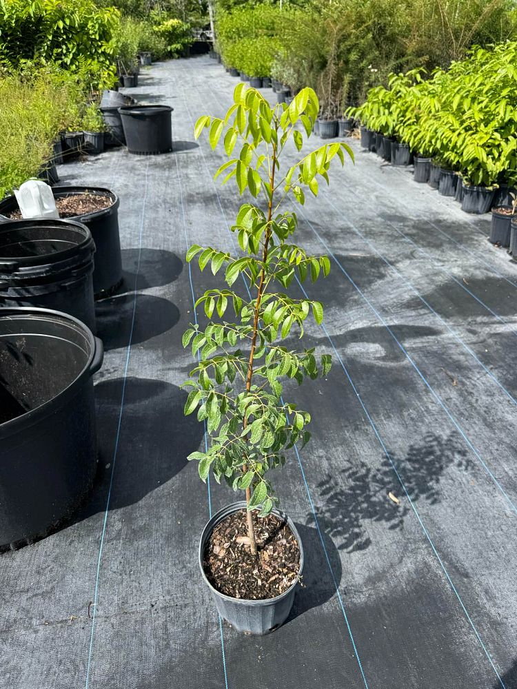 swietenia-mahagoni-mahogany-tree