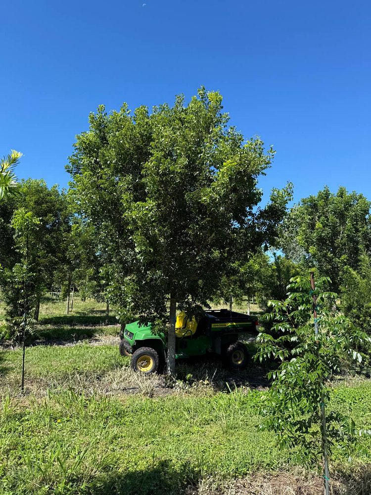 swietenia-mahagoni-mahogany-tree