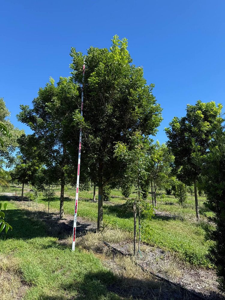 swietenia-mahagoni-mahogany-tree