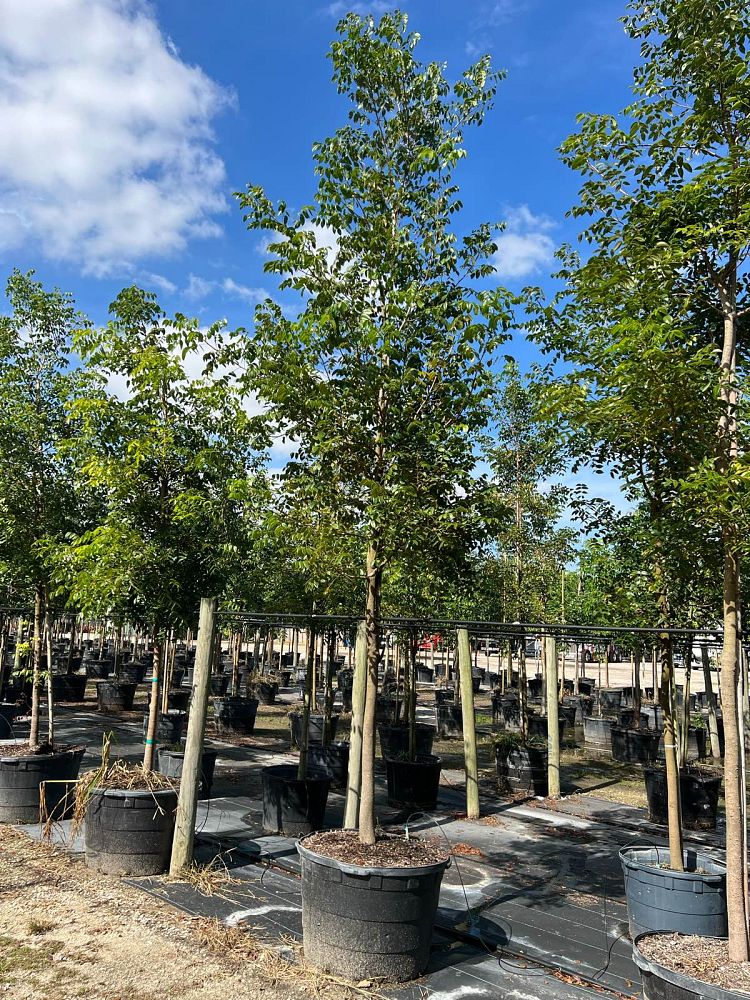 swietenia-mahagoni-mahogany-tree