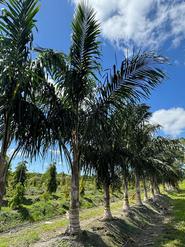 syagrus-amara-overtop-palm