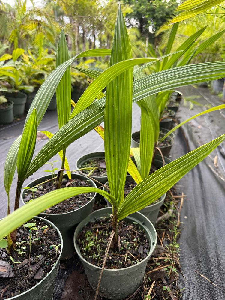syagrus-comosa-coco-babao