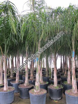 syagrus-romanzoffiana-litoralis-queen-palm-cocos-plumosa