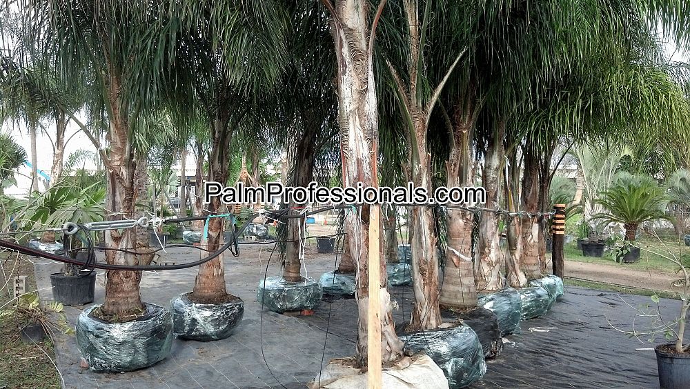 syagrus-romanzoffiana-litoralis-queen-palm-cocos-plumosa
