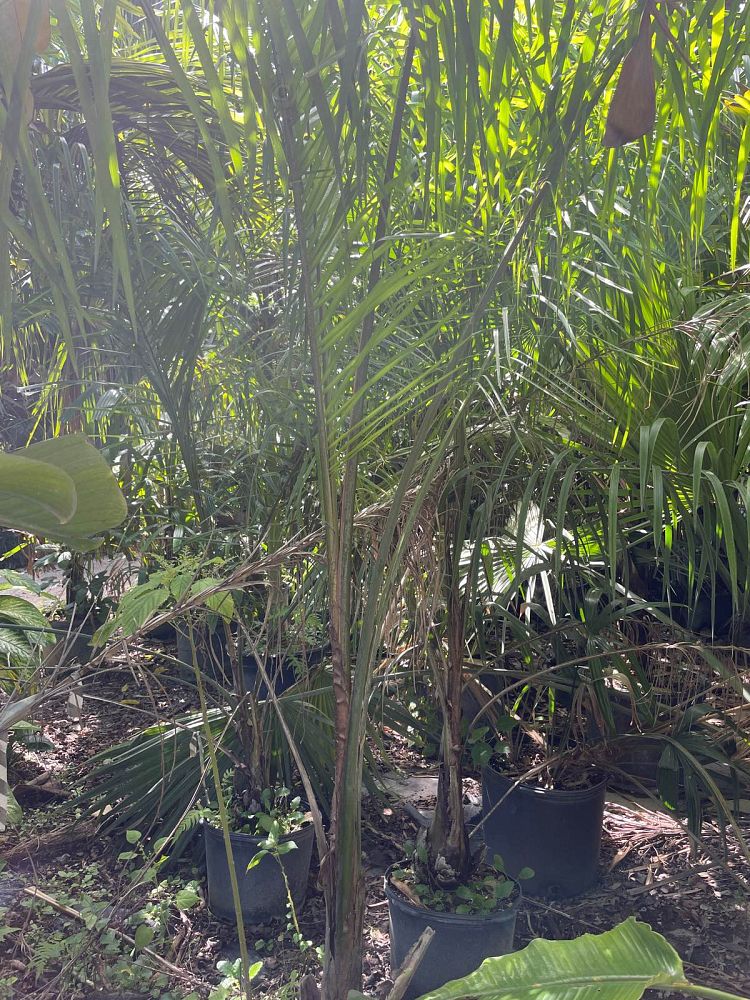 syagrus-romanzoffiana-litoralis-queen-palm-cocos-plumosa
