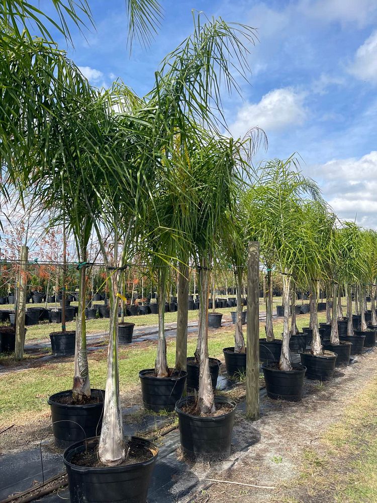 syagrus-romanzoffiana-litoralis-queen-palm-cocos-plumosa