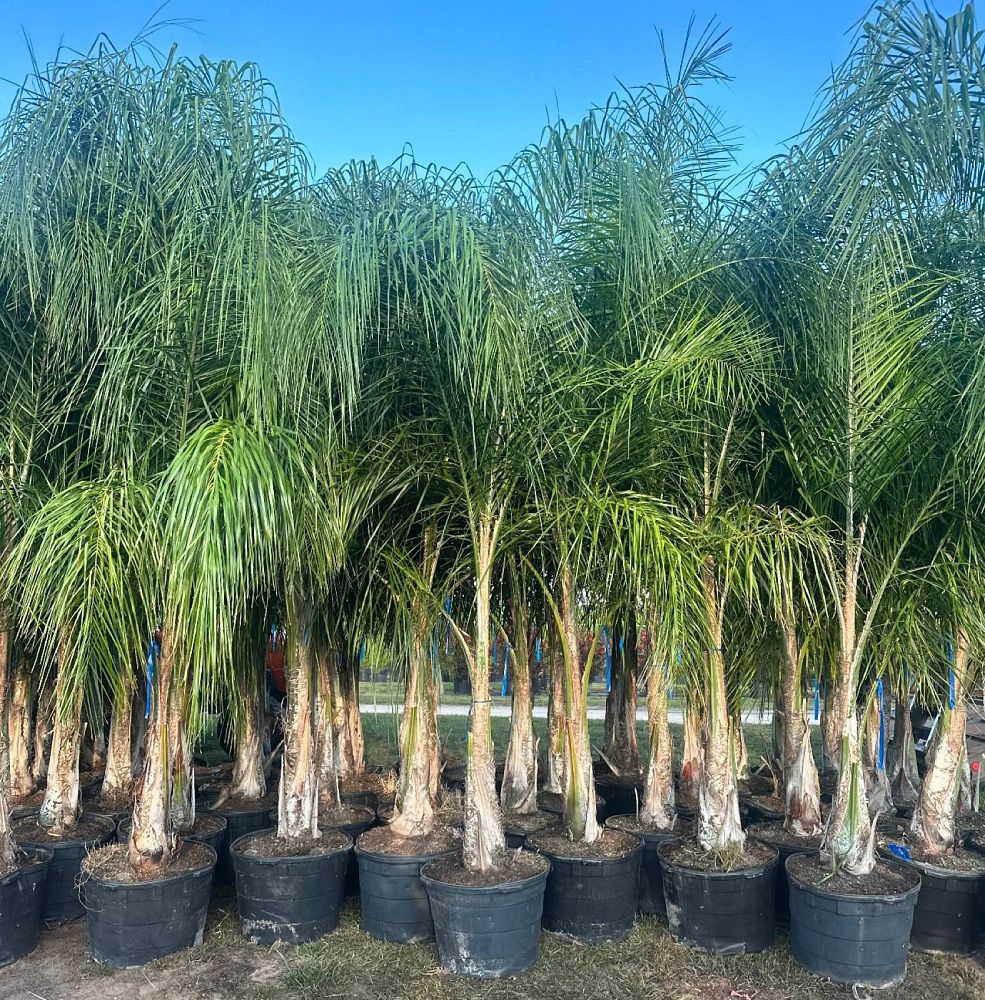 syagrus-romanzoffiana-litoralis-queen-palm-cocos-plumosa