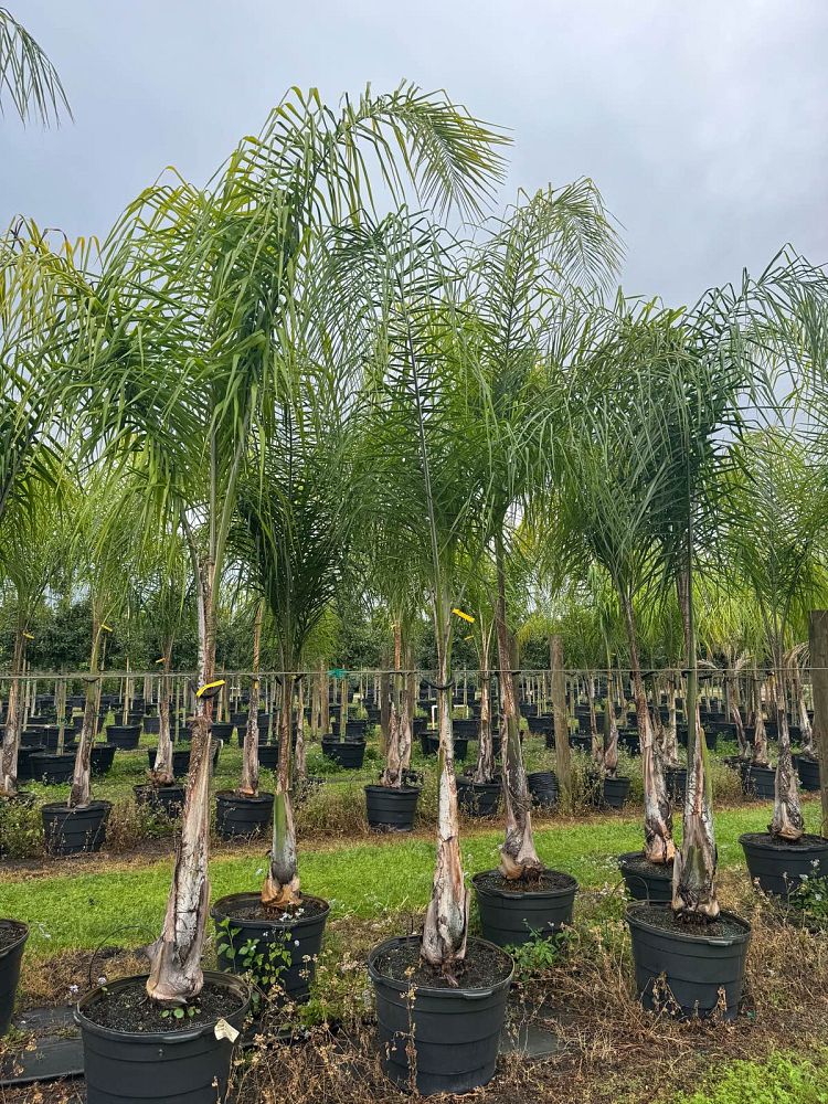 syagrus-romanzoffiana-litoralis-queen-palm-cocos-plumosa
