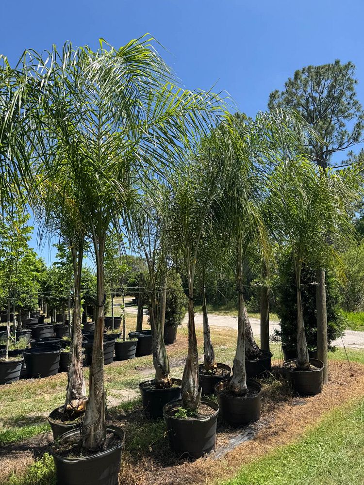 syagrus-romanzoffiana-litoralis-queen-palm-cocos-plumosa