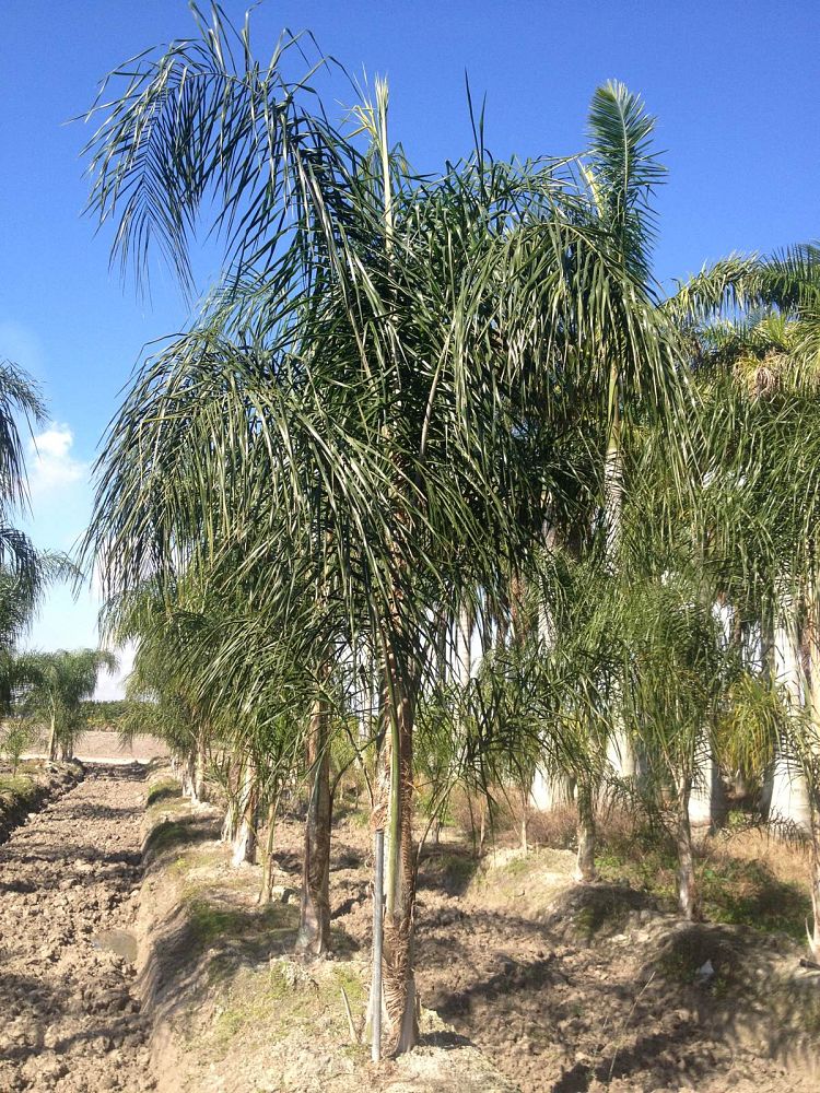 Florida Tree Farms, Inc. | plantANT.com