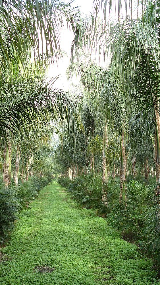 syagrus-romanzoffiana-queen-palm-cocos-plumosa