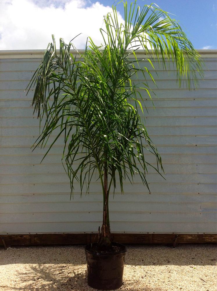 syagrus-romanzoffiana-queen-palm-cocos-plumosa