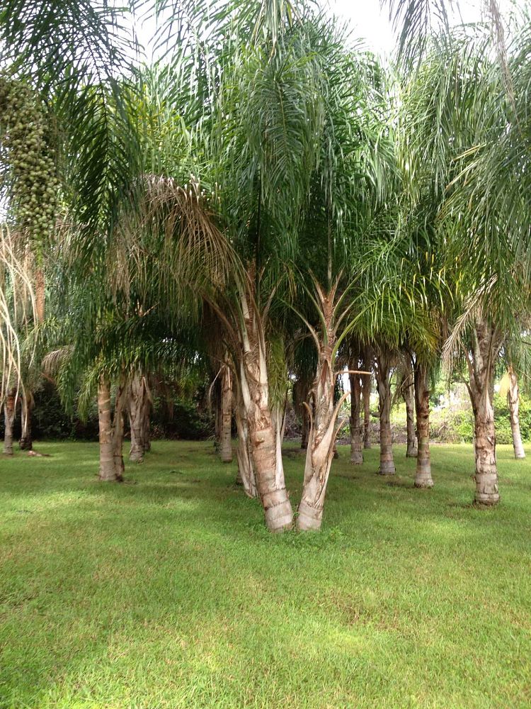 syagrus-romanzoffiana-queen-palm-cocos-plumosa
