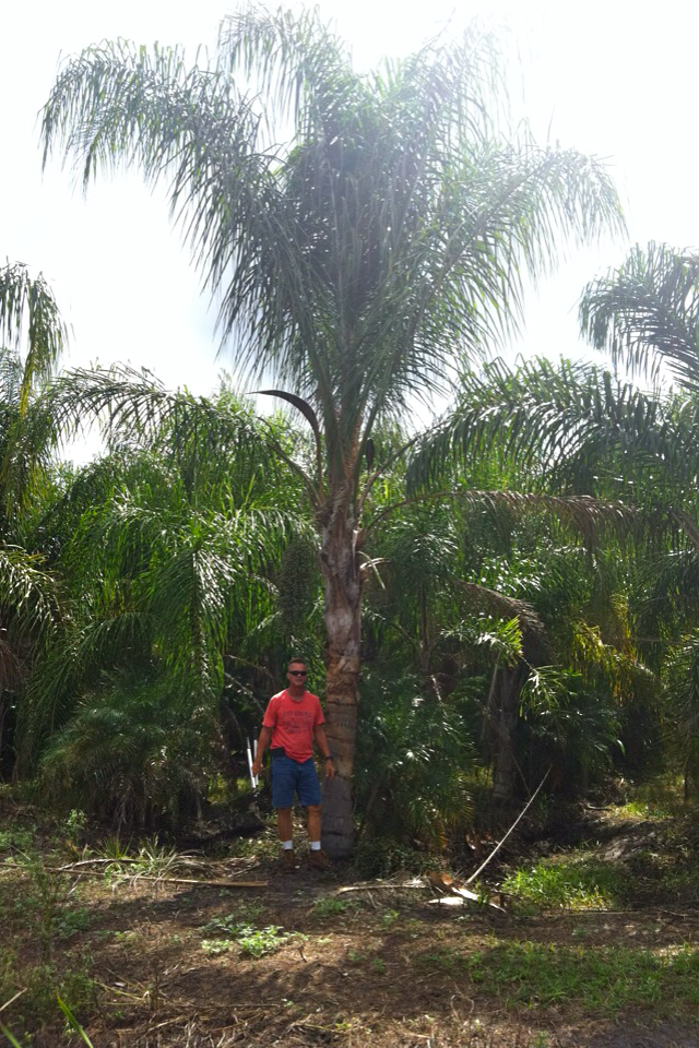 syagrus-romanzoffiana-queen-palm-cocos-plumosa