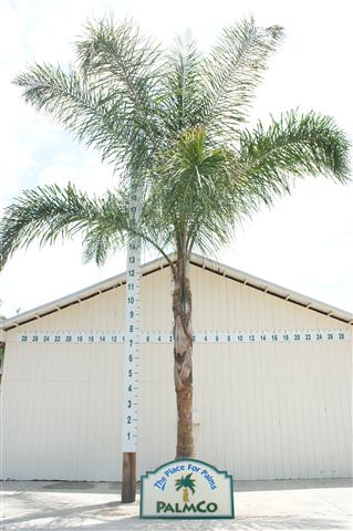syagrus-romanzoffiana-queen-palm-cocos-plumosa