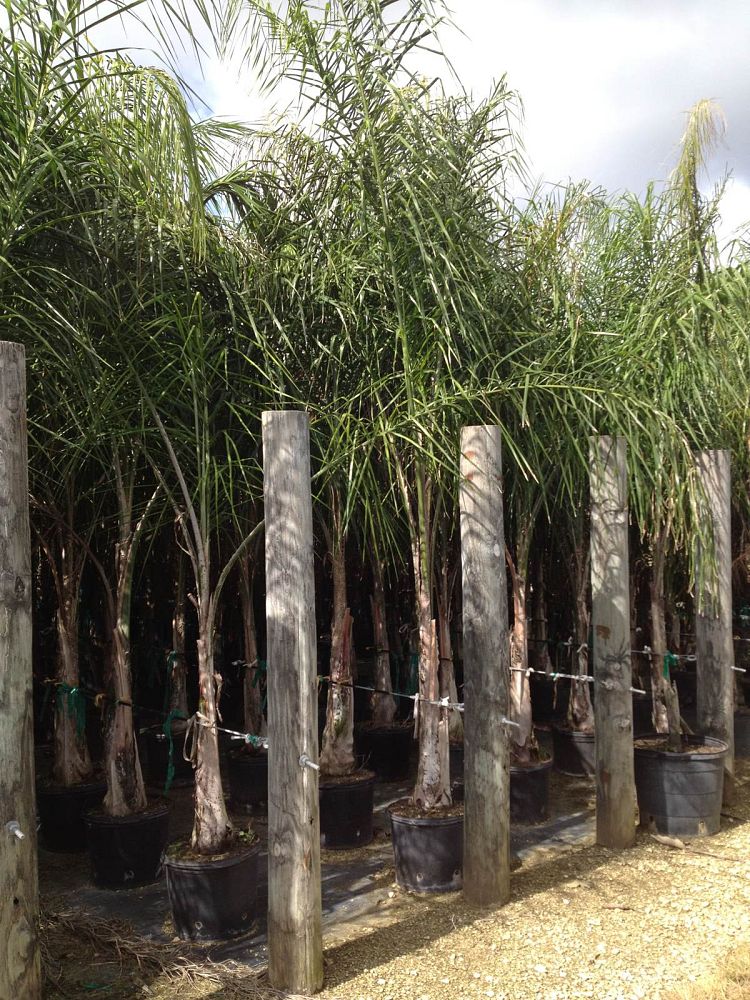 syagrus-romanzoffiana-queen-palm-cocos-plumosa