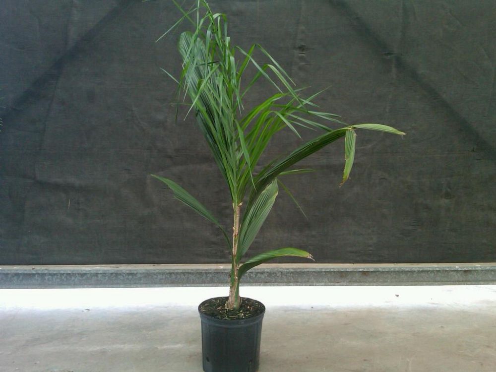 syagrus-romanzoffiana-queen-palm-cocos-plumosa