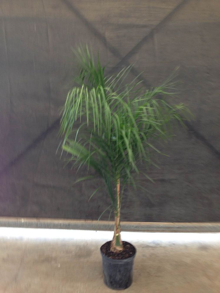 syagrus-romanzoffiana-queen-palm-cocos-plumosa