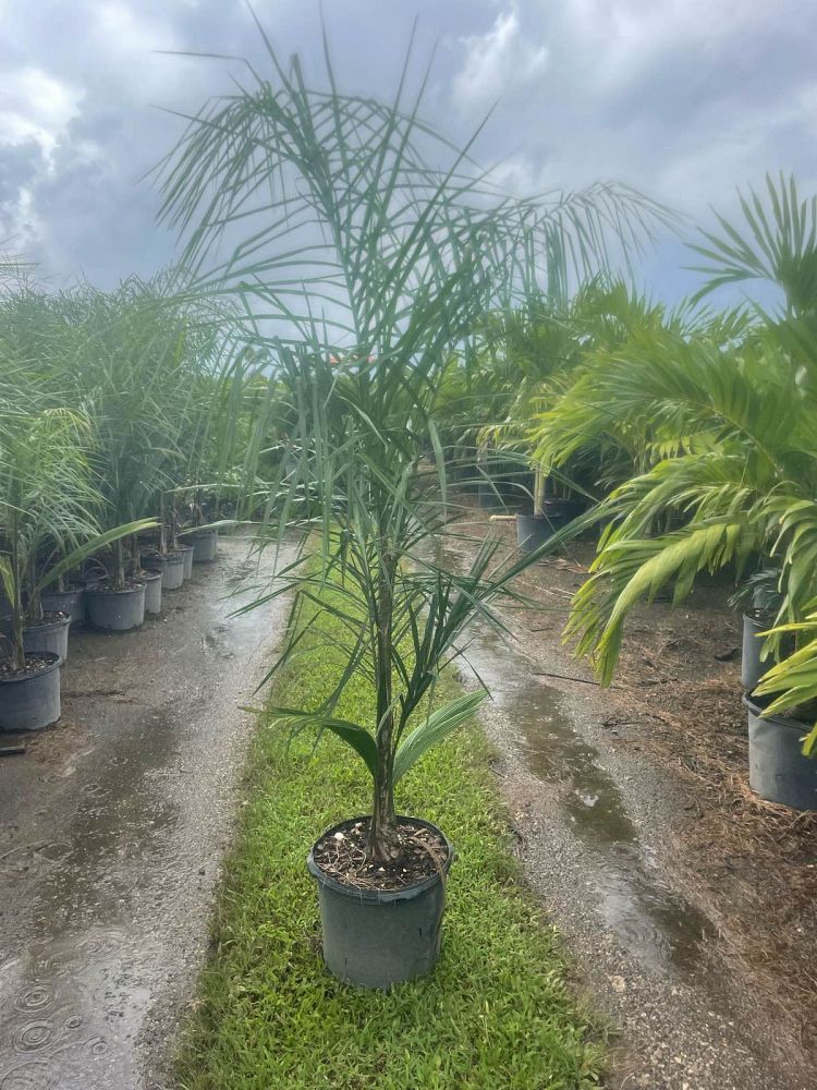 syagrus-romanzoffiana-queen-palm-cocos-plumosa