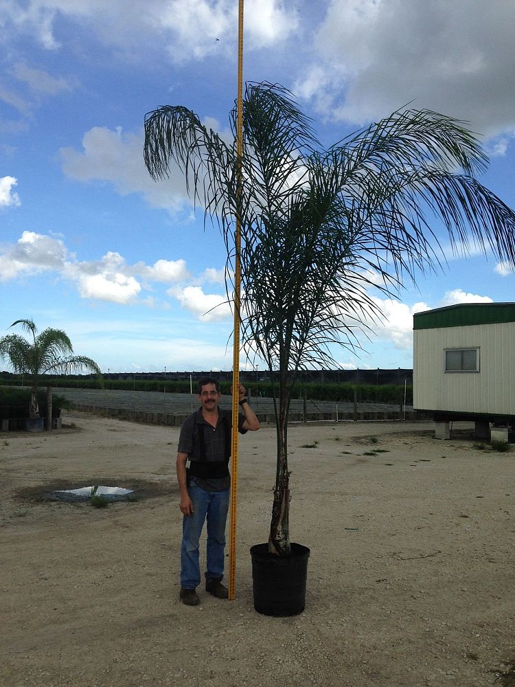 syagrus-romanzoffiana-queen-palm-cocos-plumosa
