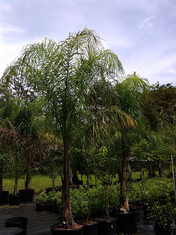 syagrus-romanzoffiana-queen-palm-cocos-plumosa